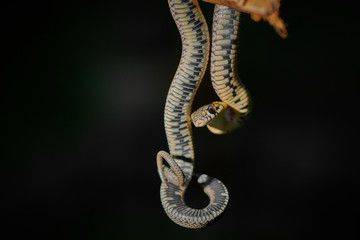 Black young small snake viper python natrix hanging on a branch on isolated background macro