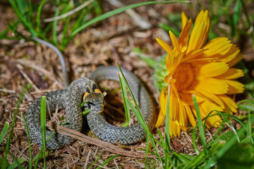 Black young small snake viper python natrix in grass with yellow flower macro