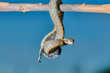 Obraz premium Black young small snake viper python natrix hanging on a branch on isolated background macro