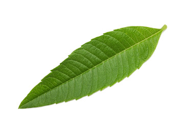 Fototapeta na wymiar Louisa herb leaves