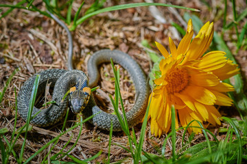 Black young small snake viper python natrix in grass with yellow flower macro