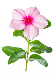 Madagascar periwinkle flower