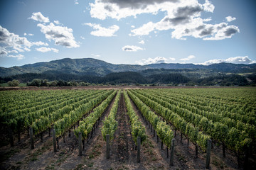 Fototapeta na wymiar grapevine vineyard in california mountain valley 
