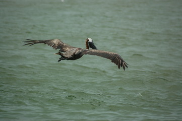 Hovering Pelican