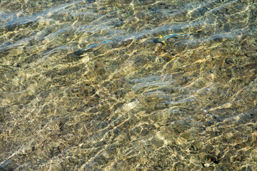 aerial landscape top view of Red sea bottom with coral reefs through aquamarine transparent water surface south tropical nature background photography. Underwater coral reef on the red sea