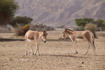 Naklejka na ściany i meble horses in desert
