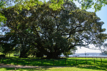 Fototapeta na wymiar Mighty Fig Tree Sydney