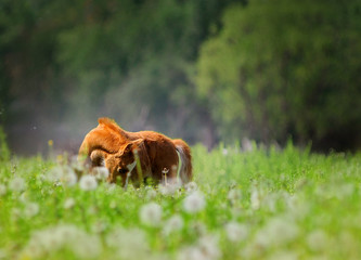 chestnut foal grazing in a pasture