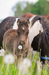 Fototapeta premium Pony mare and foal pasturing in green field closeup