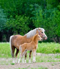 Welsh pony mare and foal posing in green summer field