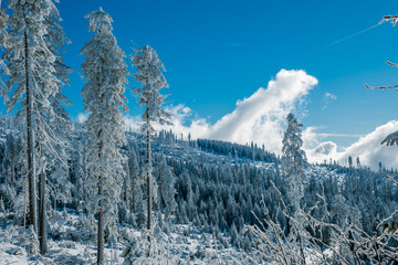 Winterliche Wald-Landschaft