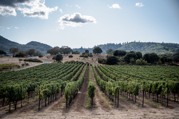 Fototapeta na wymiar grapevine vineyard in california mountain valley 