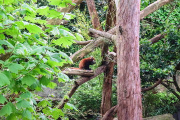 Red Panda