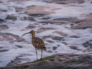 Numenius phaeopus , zarapito trinador on the coast
