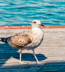 Seagull on the bridge