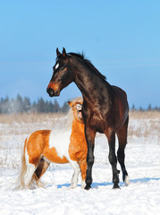 Obraz na płótnie Canvas Warmblood horse and shetland pony plays in snow