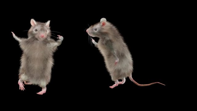 Rat Dance CG fur 3d rendering animal realistic CGI VFX composition 3d mapping cartoon, Animation Loop, With Alpha Channel