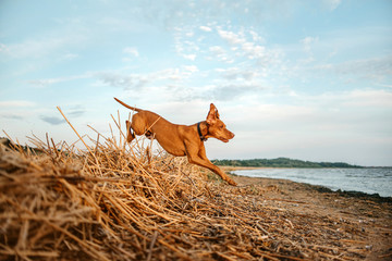 hungarian vizsla dog jumps on a beach