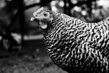 Rustic chicken portrait close up in black and white, profile view of the farm bird.