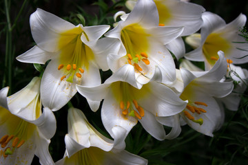 Beautiful white lily grows in the garden in summer. Blooming tender white lily flowers background