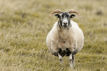 Fototapeta premium Scottish sheep in a meadow