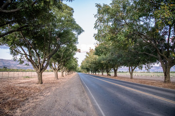 trees along a road by a farm