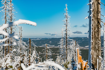 Winterwald