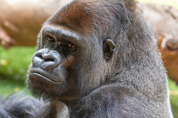 Face of a silverlplated gorilla looking straight ahead. African wild animal