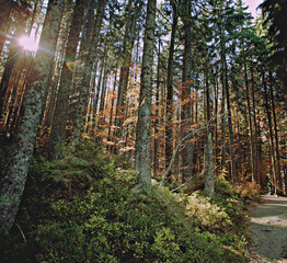 Obraz premium Herbstwald