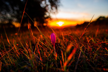 Red sky at the sunset