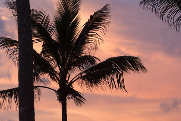 Fototapeta na wymiar Plam tree against sunset sky