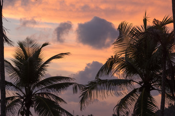 Fototapeta na wymiar Plam tree against sunset sky