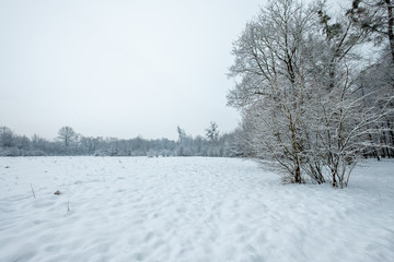 Winter landscape with lonely tree and snow field
