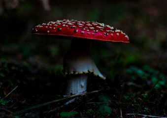 fly agaric mushroom