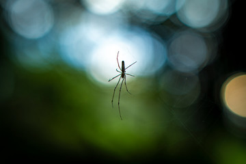 spider on a web