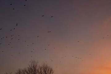 Flock of birds against the sky