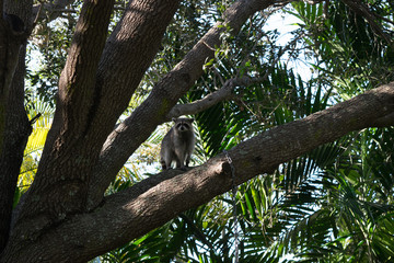 Raccoon in tree