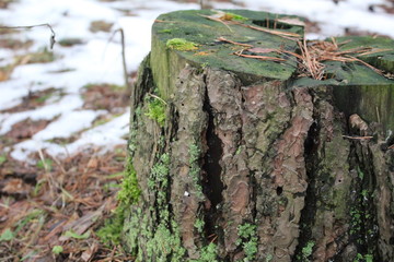 Fototapeta na wymiar old tree stump in autumn in the woods
