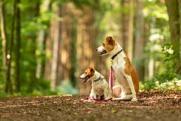 Naklejka na ściany i meble Two cute enchanting dogs are walking together without humans. Small Jack Russell Terrier doggy and a big mongrel hound