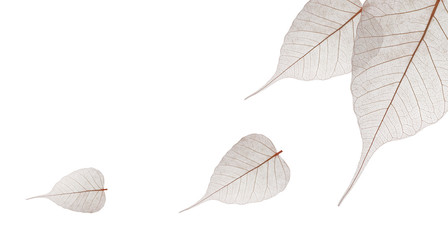 isolated image of skeletonized leaves on a white background