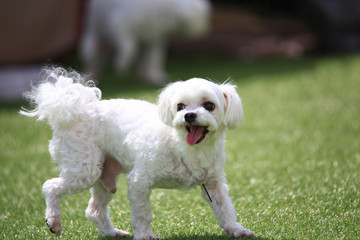 Happy puppies in a private playground