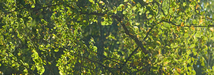 image of trees in the forest close-up