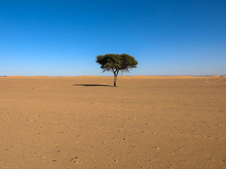 Lone Acacia Tree in the Sahara