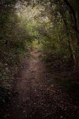 Camino en plena naturaleza por el bosque