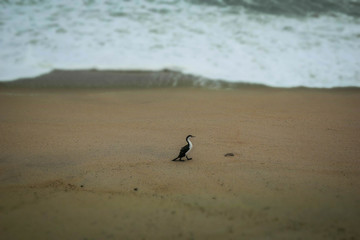 Wildlife on the shore