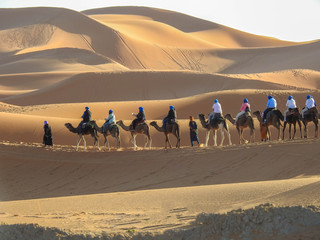 Tourists on Camels in the Sahara