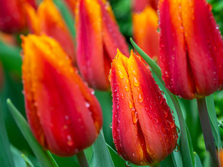 Tulip