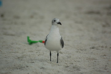 Seagull on the beach