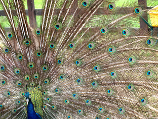 Obraz premium Spectacular colors of the peacock's tail