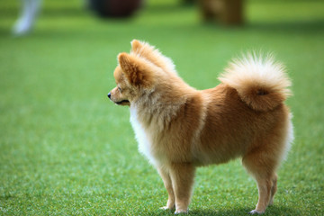 Happy puppies in a private playground 